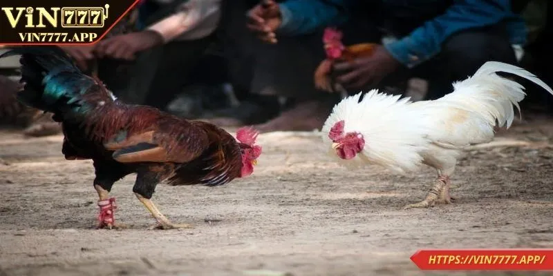 Giới thiệu về chọi kê trực tiếp tại nhà cái