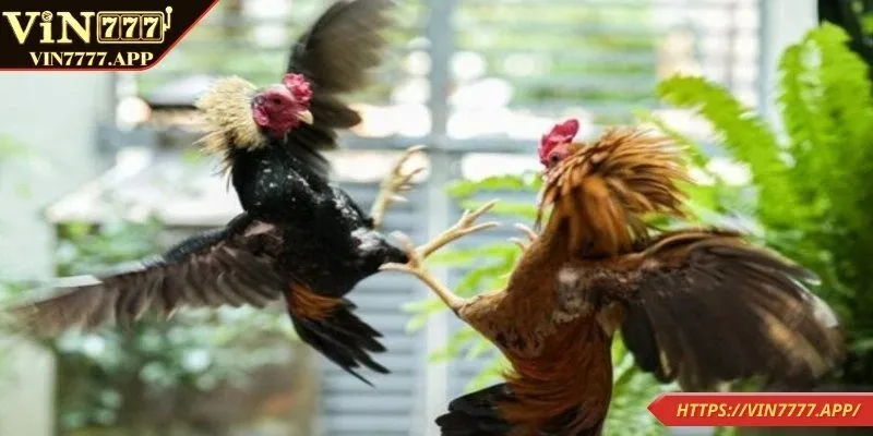 Giới thiệu vài nét về luật chơi gà chọi