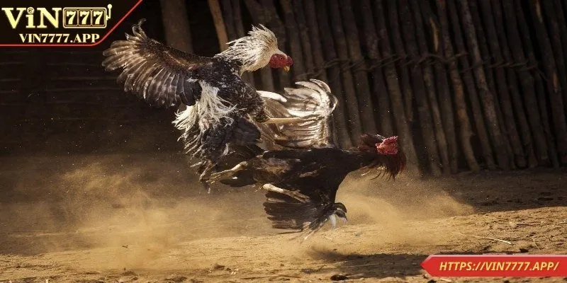 Khung giờ vàng để đặt kèo đá gà